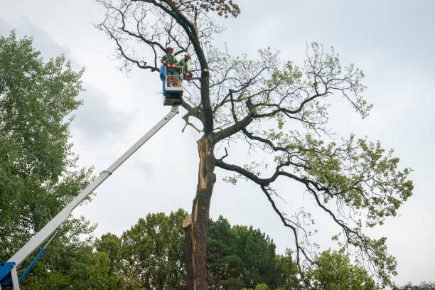 Best Affordable Tree Service  in Cherry Creek, CO